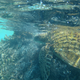 Illustration for article titled Divers Remove 57 Tons Of Junk From Hawaii's Northwestern Islands